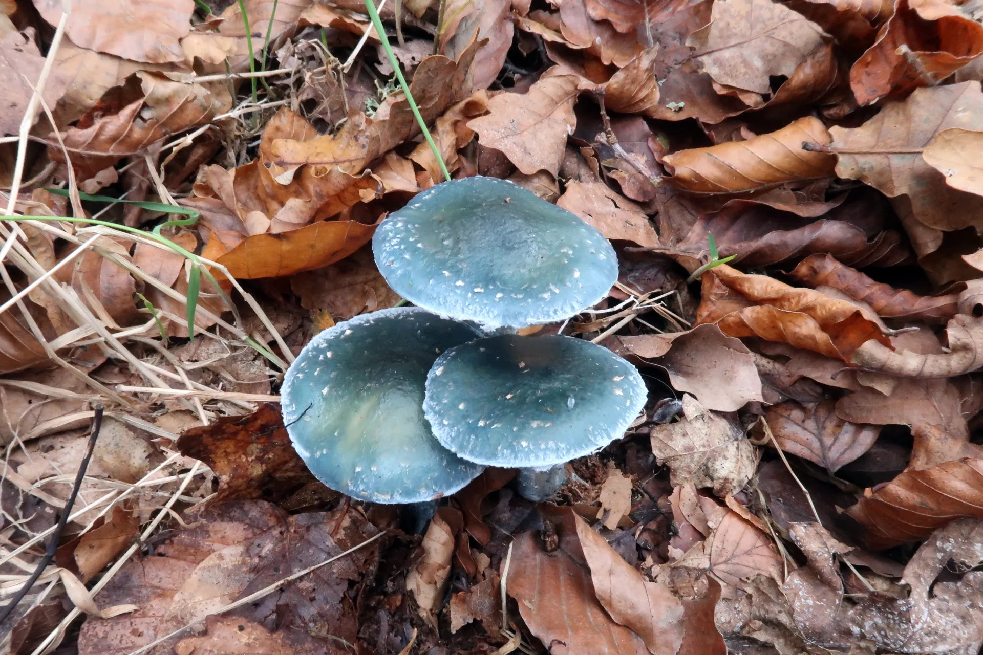 Stropharia caerulea - 1 - IMG_2296